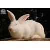 Мини-фермы для разведения кроликов-акселератов («Белый великан» и «Серебристый»)   !