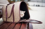 Как выбрать хорошую переноску для кота?