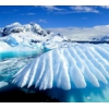 Antarcticine купить