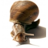 Snail-active,  5 мл