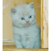 Продам чистокровных котят британцев