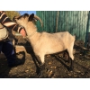продам коз