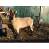 продам коз