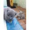 Продаються шотландські прямовухі кошенятка