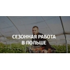 Сезонная работа в Польше!  Сортировка саженцев
