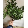 Куплю самшит 10грн за1 кг+моя оплата за пересылку.