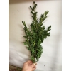 Куплю самшит 10грн за1 кг+моя оплата за пересылку.