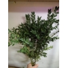 Куплю самшит 10грн за1 кг+моя оплата за пересылку.